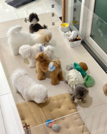 https://homeoftoypoodles.com/